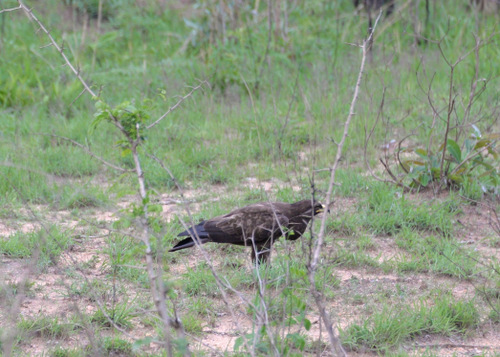 Wahlberg's Eagle.